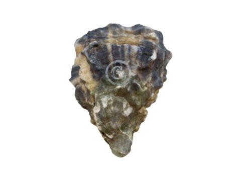 Ostrica special gillardeau n3 francia