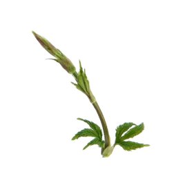 Luppolo selvatico (bruscandoli)