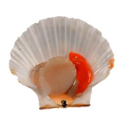 Cappasanta m/g 8/12pz/kg