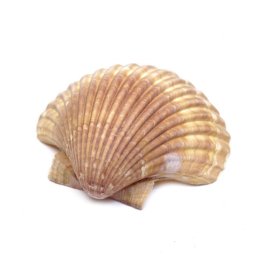 Cappasanta guscio 20 pz