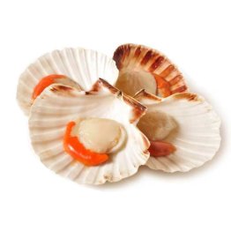 Cappasanta m/g 30/40pz/kg