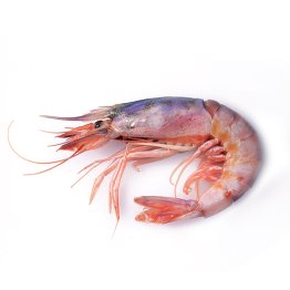 Gambero viola sicilia iii 40/50pz/kg