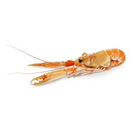 Scamp0 17/20pz/kg scozia