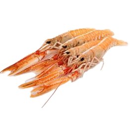 Scampo 30/40pz/kg