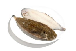 Sogliola dover n 3 nl a.f.