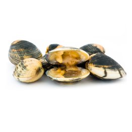 Vongola adriatico c/g