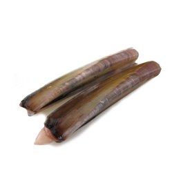Cannolicchio oceanico