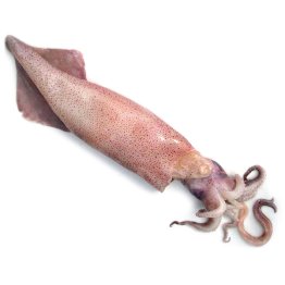Calamari sporchi 200/500 gr