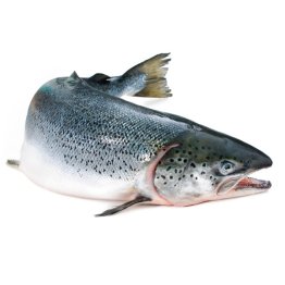 Salmoni 4/5 scozia