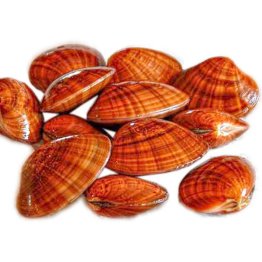 Fasolari
