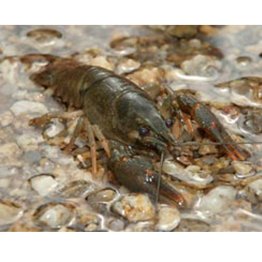 Gambero di fiume turco