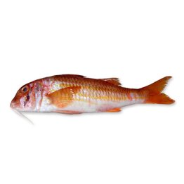 Triglie di fango 30/60 gr