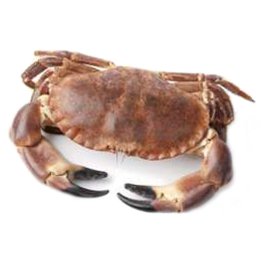 Granciporri atlantici 500/1000