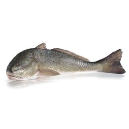 Ombrina atlantica