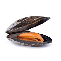 Cozze c/g italia reimmerse duino (ts)