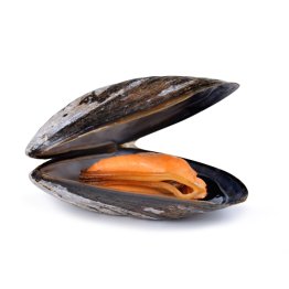 Cozze c/g spagna reimmerse duino (ts)