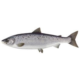 Salmoni 3/4 norvegia
