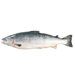 Salmoni 4/5 norvegia