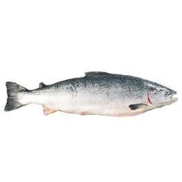 Salmoni 5/6 norvegia