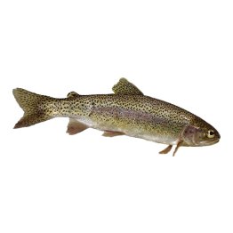 Trote iridee salmonate