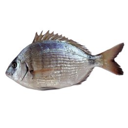 Saraghi 500/1000
