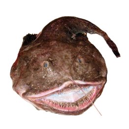Rane pescatrici intere