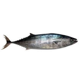 Palamite