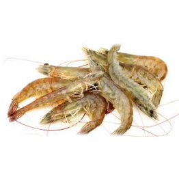 Mazzancolle nostrane