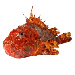 Scorfani
