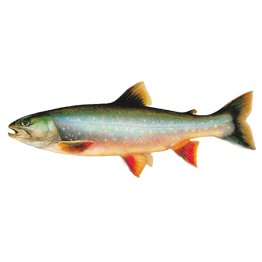 Salmerini di fonte