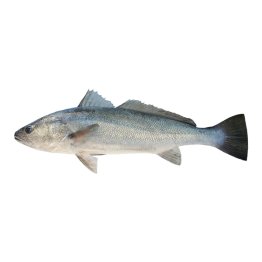 Ombrine boccadoro 3000+ croazia