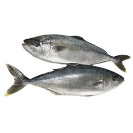 Ricciole oceaniche 1500/2000 olanda