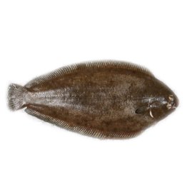 Sogliole atlantiche allevate