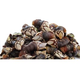 Piedi di cornucopia (percebes)francia