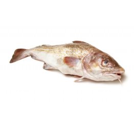 Merluzzi nordici (gabili)