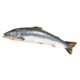 Salmoni 6/7 norvegia
