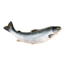 Salmoni 7/8 norvegia