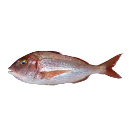 Pagelli fragolino 400/800