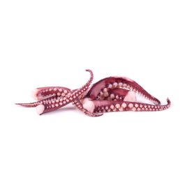 Tentacoli di totano decong. in salamoia