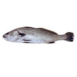 Ombrine boccadoro 5000+ pescate