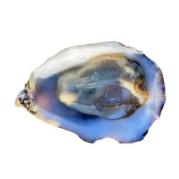 Ostriche concave clò italia
