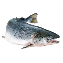 Salmoni 6/7 norvegia cassa