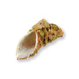 Cannolo di croccante pistacchio