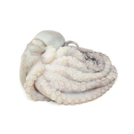 Polpo t4 1500/2000 gr marocco
