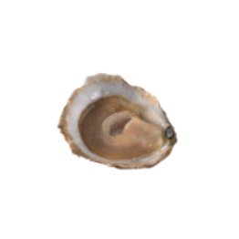 Ostriche piatte grand cru plate bretagne