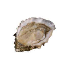 Ostriche concave fine david hervè