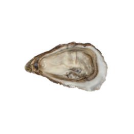 Ostriche concave bretagne jaouen