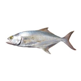 Lecce 3/5 kg