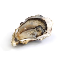 Ostriche concave grand cru ostra regal