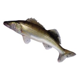 Lucioperca interi 1/3 kg